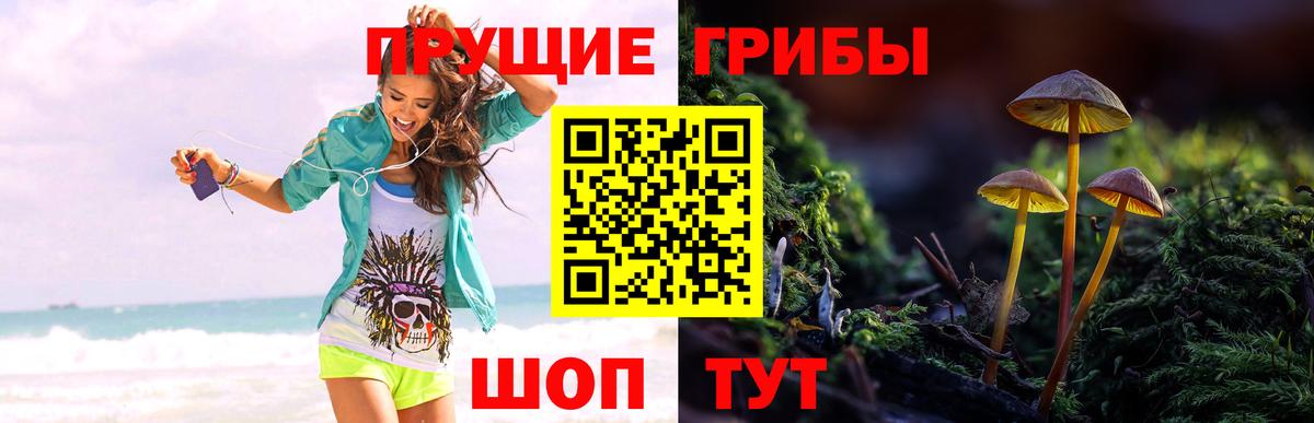 Красногорск  Псилоцибиновые грибы Cubensis  Вход с VPN 
